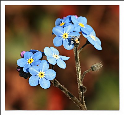 Delicate blue