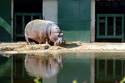 Hippo