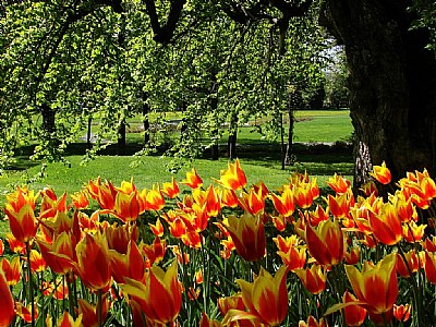 Tulips choir