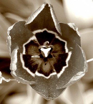 Sepia tulip