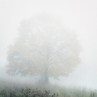 the maple tree and a mist