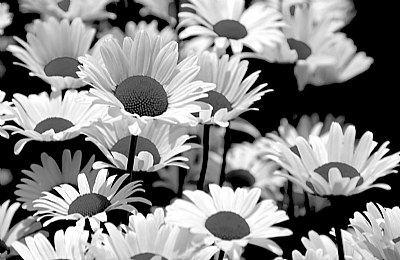 Daisy;s in B&W