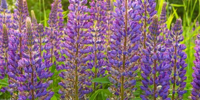 Massed Lupins