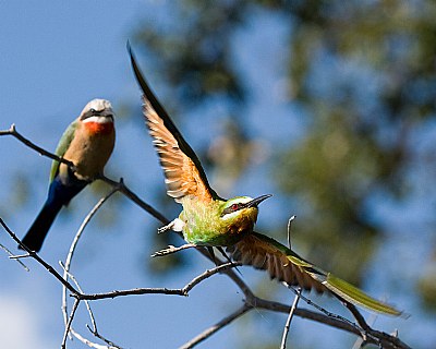 Bee-eater Flight