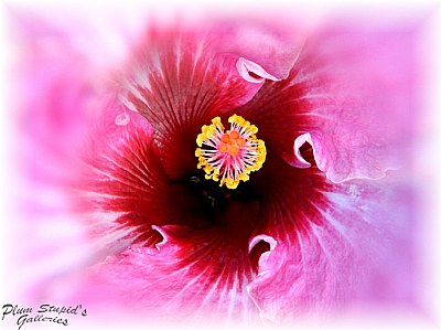 close up hibiscus