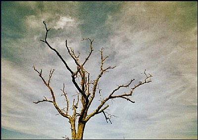 Dead Tree and storm in the making: o5 2008