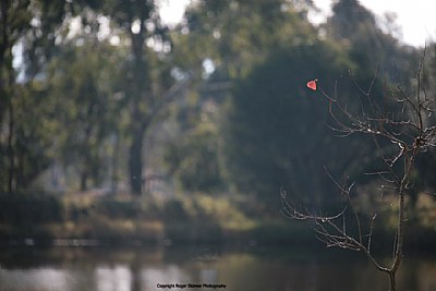 Last Leaf Of A Quiet Autumn