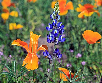 Wild Flowers