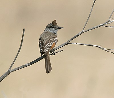 Ash-throated Flycatcher