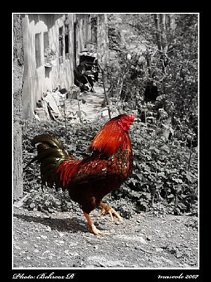 Rooster in village