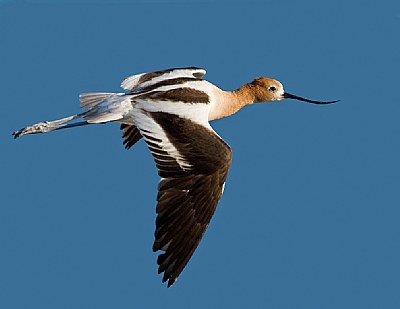 Avocet Fly By