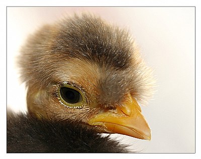 Chick