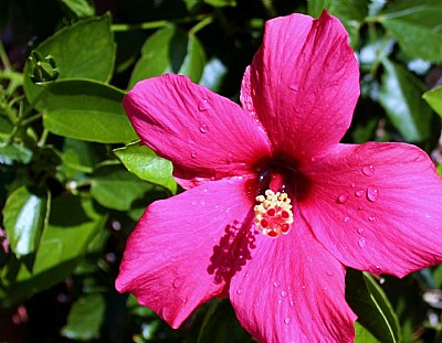 Hibiscus