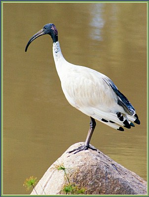 Ibis