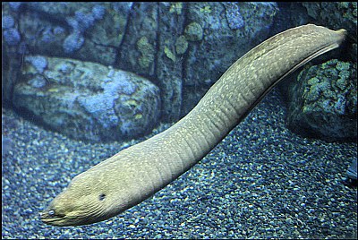 Aquarium of the Pacific