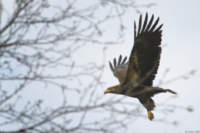 Flight