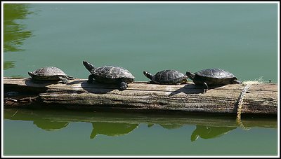 Four Turtles Looking Left