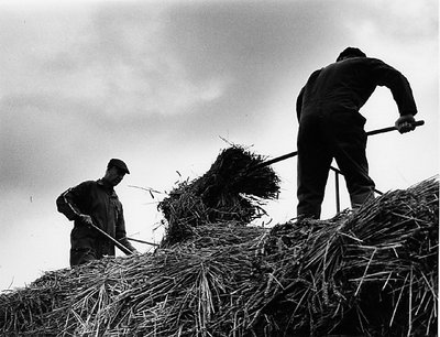 Harvesting the corn