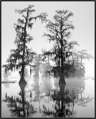 Cypress Reflections