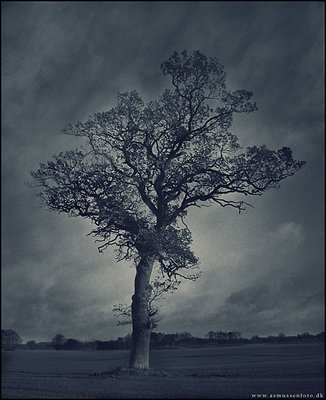 Lonely Tree in the Night