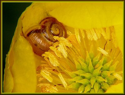 Flower with Visitor