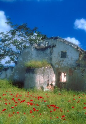 Ruins and Poppies 2