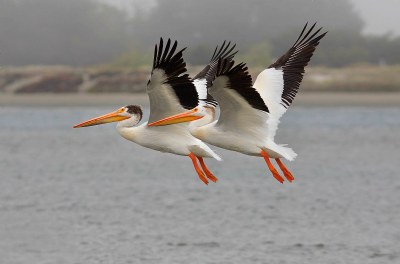 American White Pelicans