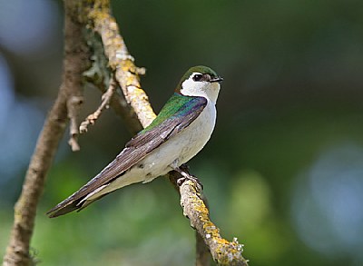 Violet-green Swallow