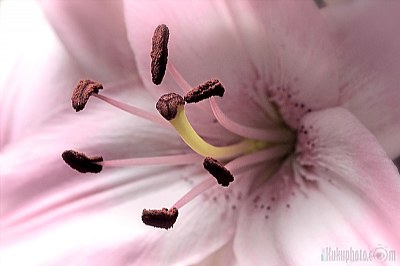 Flower organs