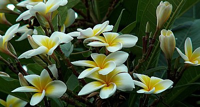 life cycle of flower