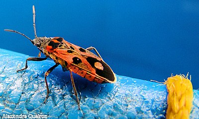 Hemiptera on blue