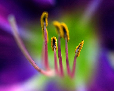 Stamen