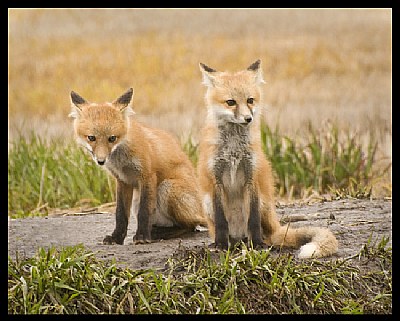 Fox Kits I