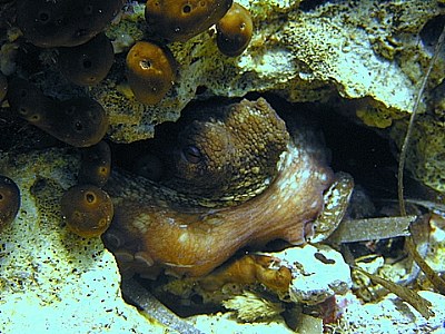 Octopus from Teos
