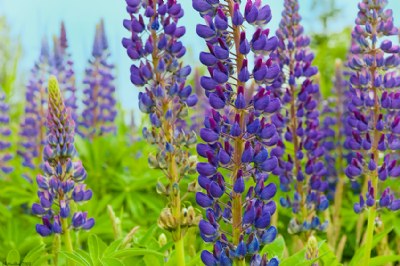 Lupins, lupins!