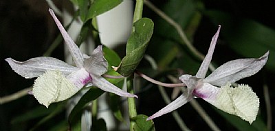 Orquidea Flor Nacional 
