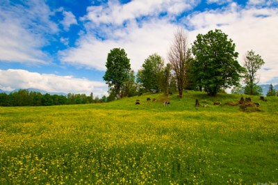 Spring Meadow 1