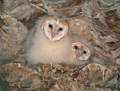 Barn Owl Owlets