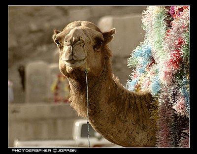 camel