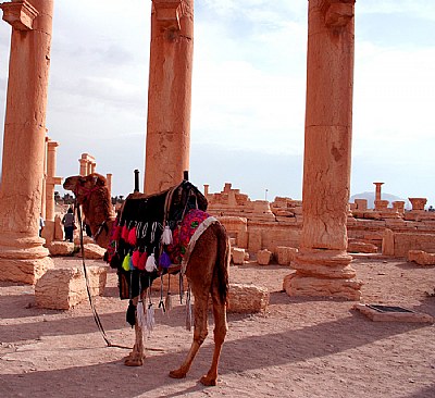 Camel & Ruins