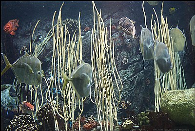 Aquarium of the Pacific