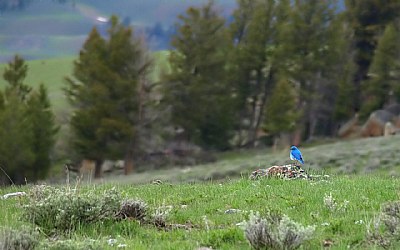 Bluebird in Valley