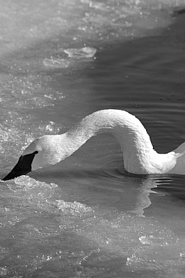 trumpeter swan