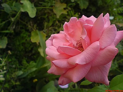 My Flower 