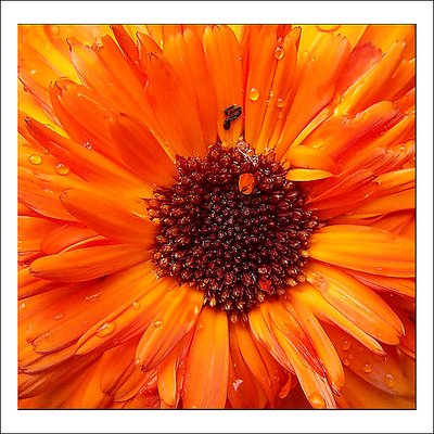 Calendula   - 2 -