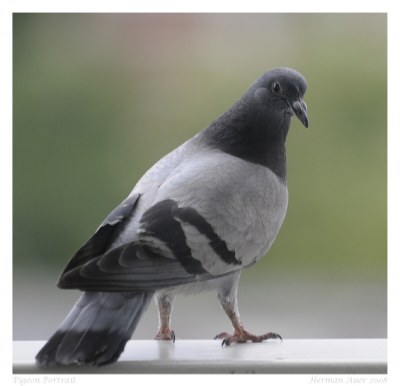 Pigeon Portrait
