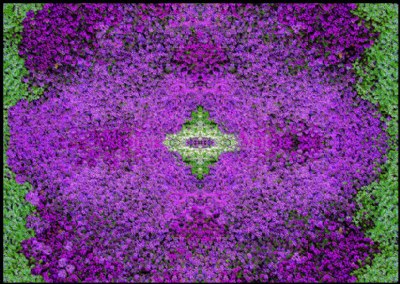 Florals  Carpet