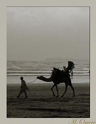 camel at beach....