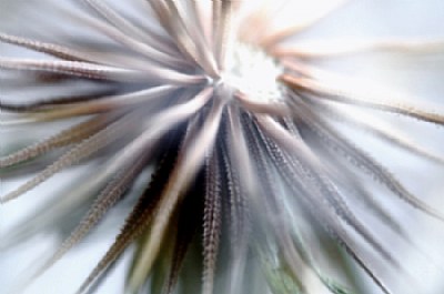 Dandelion # 4