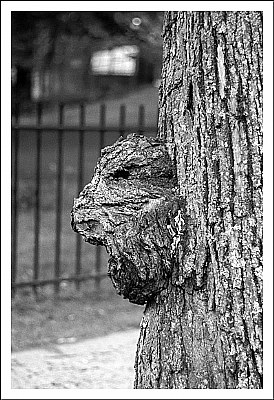 Tree Face